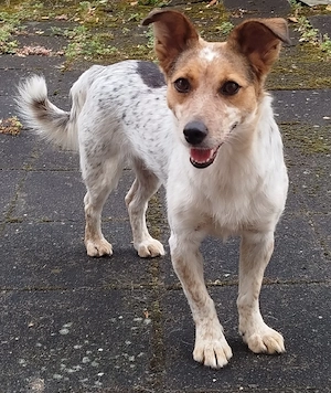 Jack Russel Terrier Hündin 