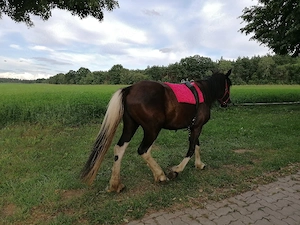 Barockpinto Stute Bild 8