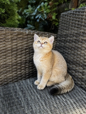 Wunderschönes BKH Mädchen Golden Chinchilla ny11   mit Stammbaum   bereit für den Umzug
