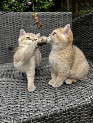 Wunderschönes BKH Mädchen Golden Chinchilla ny11   mit Stammbaum   bereit für den Umzug Bild 2