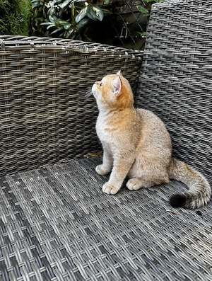 Wunderschönes BKH Mädchen Golden Chinchilla ny11   mit Stammbaum   bereit für den Umzug Bild 4