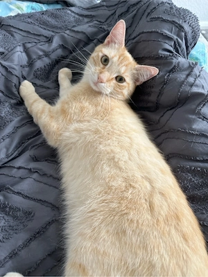 hauskatze sucht ein neues zuhause Bild 3