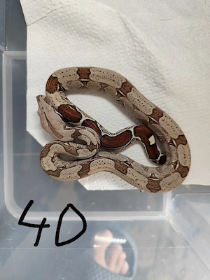 Boa constrictor constrictor Guyana F2  Bild 3