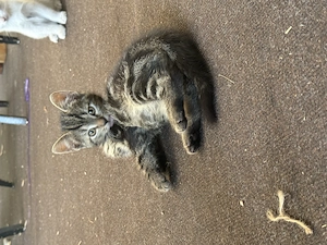 Katzenbabys 11 Wochen abzugeben 