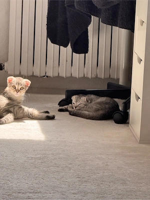 süßes katze