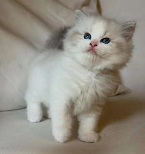Verspielte männliche und weibliche Ragdoll-Kätzchen abzugeben.