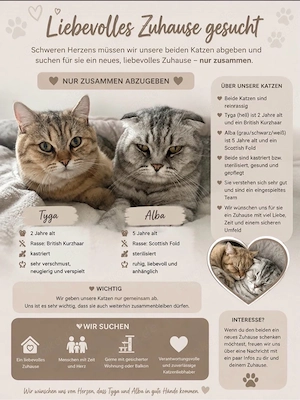 Katzen zum Verschenken