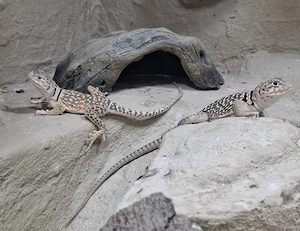 Nachzuchten von Halsbandleguan (Crotaphytus collaris collaris) abzugeben