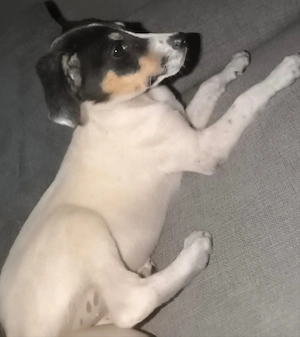 Kleine verspielte Jackrussel Mix Hündin