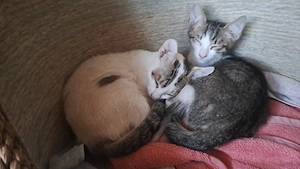 Violino, Victor & Van Helsing   drei verspielte Kater suchen ein Zuhause
