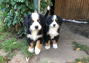 Berner Sennenhundwelpen suchen ein neues Zuhause