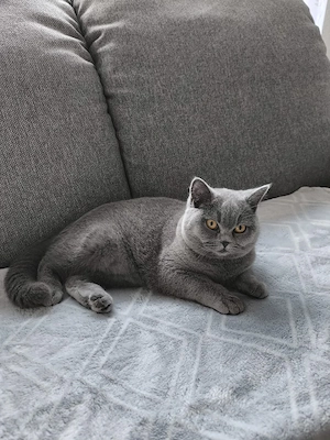 Reinrassige BKH Katze sucht schönes Zuhause 