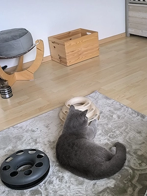 Wunderschöne BKH Katze sucht schönes Zuhause 