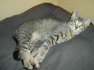 ++ 2 hübsche graue Katzenbabys ++ Kitten ++ 1xKater, 1xKatze ++ 13 Wochen alt ++