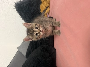 Baby Katzen kitten 