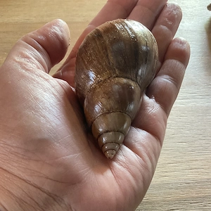 Achatschnecken - Gruppe mit 6