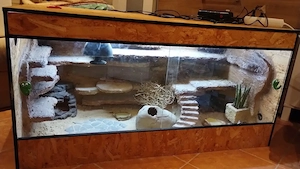 Leopard Geckos mit Terrarium 