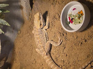 Bartagame mit großem Terrarium 