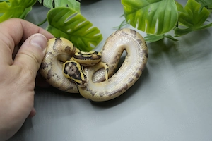 High Intensity Orange Dream Enchi Pastel pos yb het. Piebald  Bild 3