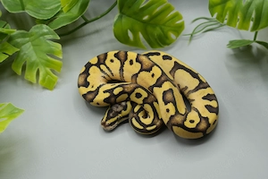 High Intensity Orange Dream Enchi Pastel pos yb het. Piebald  Bild 2