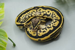 0.1 Leopard Fire Pastel Orange Dream het Piebald