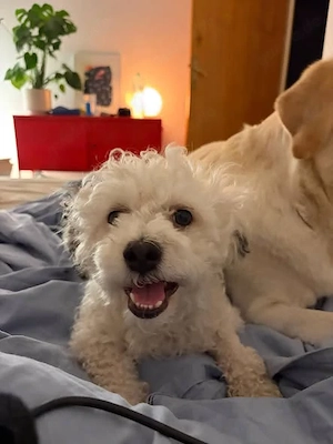 Bob, freundlicher Bichon-Frisé Mischling sucht neues Zuhause
