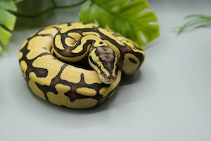 0.1 High Intensity Orange Dream Enchi Pastel het Piebald