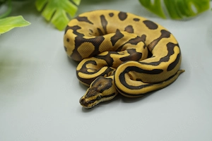 0.1 Leopard Enchi  pos Yellow Belly het Piebald 