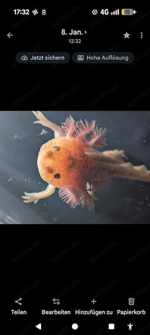 Axolotl ! Wir suchen ein neues Zuhause !