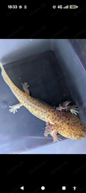 Axolotl ! Wir suchen ein neues Zuhause ! Bild 8