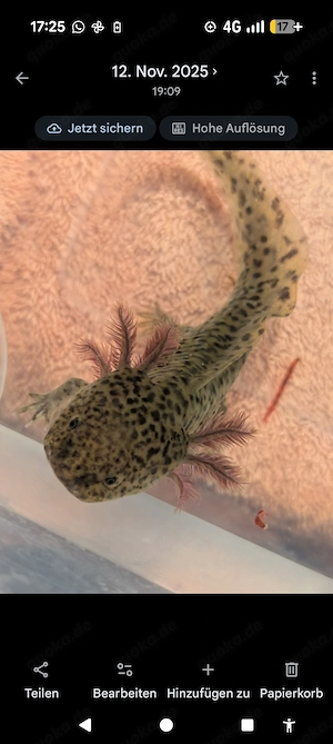 Axolotl ! Wir suchen ein neues Zuhause ! Bild 10