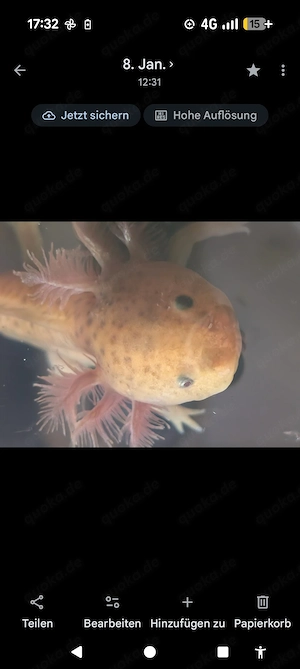 Axolotl ! Wir suchen ein neues Zuhause ! Bild 9