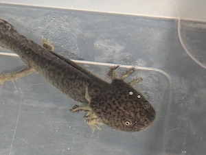 Axolotl ! Wir suchen ein neues Zuhause ! Bild 7