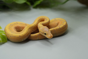 0.1 Banana Pinstripe 100% het. Clown Königspython
