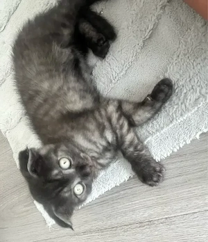    Wunderschöne BKH-Kitten suchen liebevolles Zuhause   