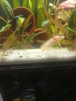    Axolotl Jungtiere   4 Monate   ca. 10 cm   25    Gelsenkirchen Bild 3