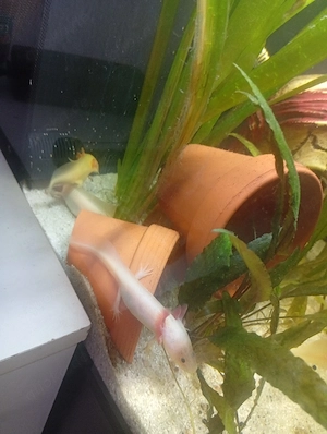    Axolotl Jungtiere   4 Monate   ca. 10 cm   25    Gelsenkirchen Bild 2