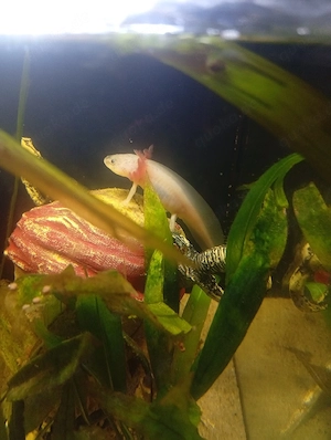   Axolotl Jungtiere   4 Monate   ca. 10 cm   25    Gelsenkirchen Bild 1