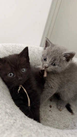 Reinrassige Britisch Kurzhaar Kitten zu verkaufen 