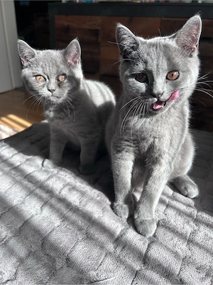BKH Kitten