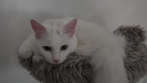 Katze sucht liebesvolle zuhause 