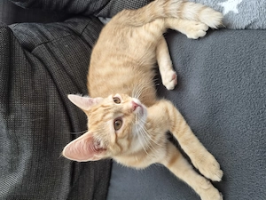 Kitten männlich 