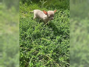 Süße kleine Chihuahua Welpen