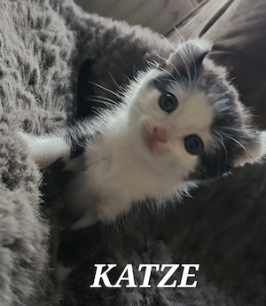 Kitten suchen ein Zuhause 
