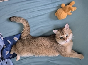 BKH Kater an liebe Familie abzugeben.