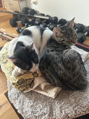 Cheddi & Pecorino suchen gemeinsam ein Zuhause  Bild 5