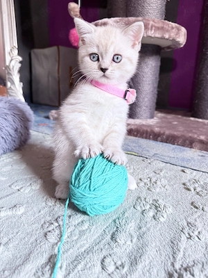 BKH Kitten-ein ganz besonderer Wurf