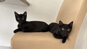 2 EKH BKH mix kater (nur zusammen)