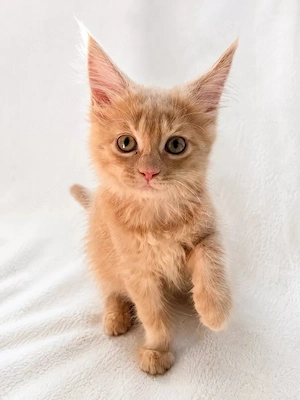 Maine-Coon-Mädchen Lea sucht ein liebevolles Zuhause.