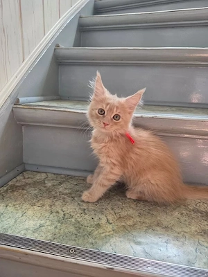 Das letzte Maine-Coon-Kätzchen sucht noch ein liebevolles Zuhause.